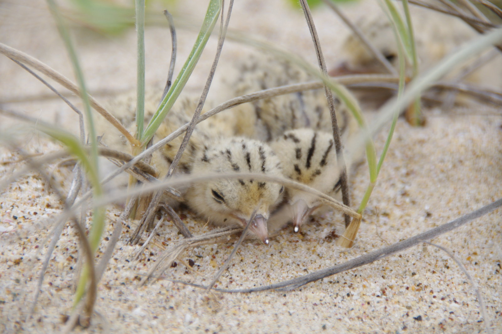 Accommodation in Bendigo