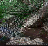 Misty Mountains Wilderness Tracks - Accommodation in Bendigo