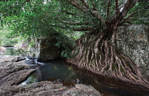 Misty Mountains Wilderness Tracks - Accommodation in Bendigo 0