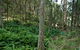 Nature Walking Track - thumb 0