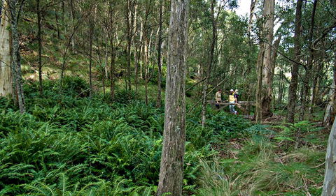 Nature Walking Track - Accommodation in Bendigo 0