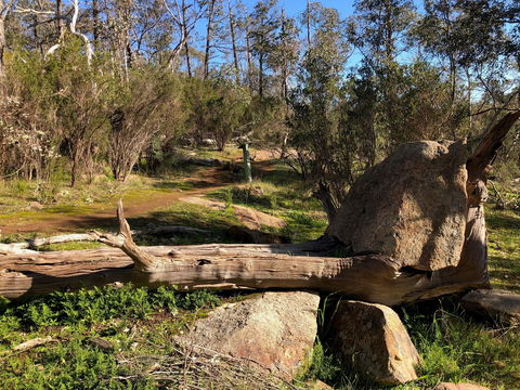 Pine Gully Nature Trail - Accommodation in Bendigo 1