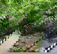 Rainforest Loop Walk Budderoo National Park - Accommodation in Bendigo