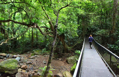 Rainforest Loop Walk, Budderoo National Park - Accommodation in Bendigo 0