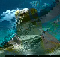 Reef HQ Aquarium - Accommodation in Bendigo