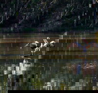 Seaham Swamp Nature Reserve - Accommodation in Bendigo