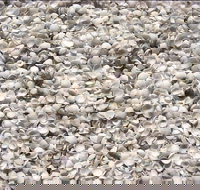 Shell Beach - Accommodation in Bendigo