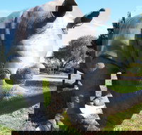 Tailem Bend Rhino Park and Dickson Reserve - Accommodation in Bendigo