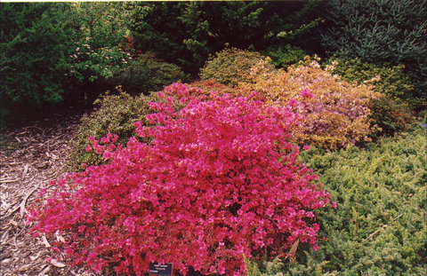 Tasmanian Arboretum Inc. - The - Accommodation in Bendigo 2