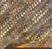 The Great Forest Trees Drive - Accommodation in Bendigo