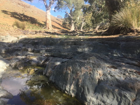 Three Creeks Station -Arkaroona Creek Walk - Accommodation in Bendigo 0