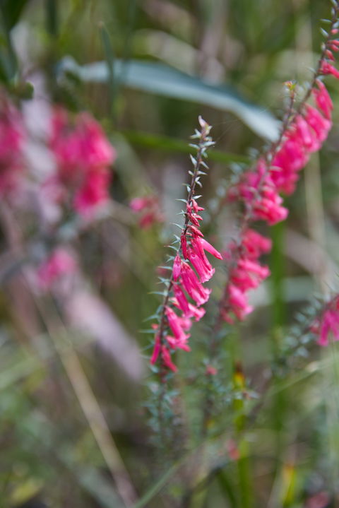 Warawee Circuit Walk To  Trigger Plant Track - Accommodation in Bendigo 0