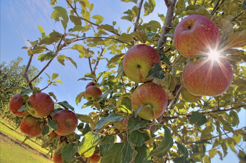 Alpine - Accommodation in Bendigo 1