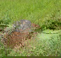 Brocks Creek Chinatown and Temple Site - Accommodation in Bendigo