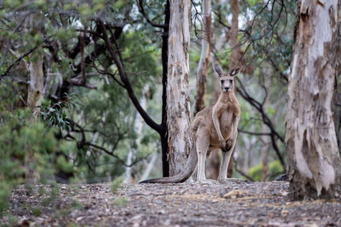 Currawong Bush Park - Accommodation in Bendigo 1