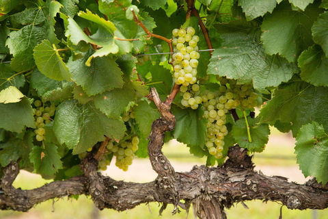 Eukey - Accommodation in Bendigo 1