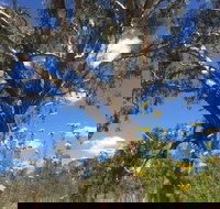 Euroa Arboretum - Accommodation in Bendigo