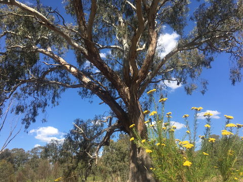 Euroa Arboretum - Accommodation in Bendigo 0
