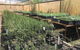 Euroa Arboretum - thumb 1
