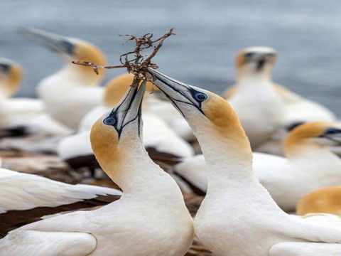 Gannets In Portland - Accommodation in Bendigo 0
