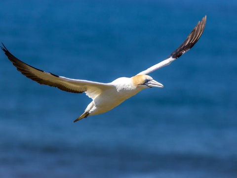 Gannets In Portland - Accommodation in Bendigo 1