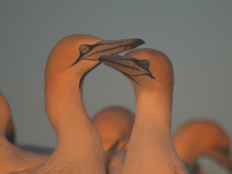 Gannets In Portland - Accommodation in Bendigo 2