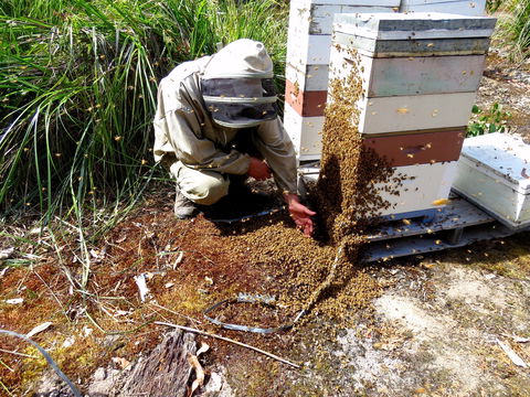Honey Tasmania - The Beehive - Accommodation in Bendigo 0