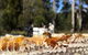 Honey Tasmania - The Beehive - thumb 1