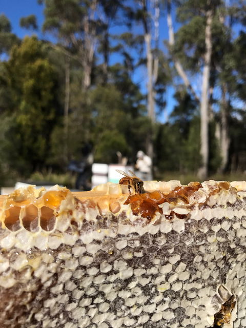 Honey Tasmania - The Beehive - Accommodation in Bendigo 1