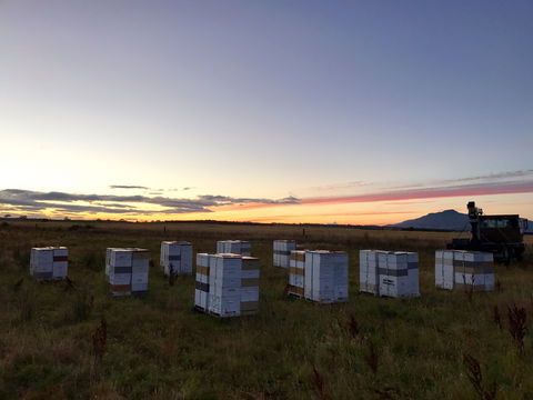 Honey Tasmania - The Beehive - Accommodation in Bendigo 2