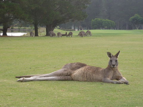 Kangaroo Tours At Gisborne Golf Club Inc - Accommodation in Bendigo 1