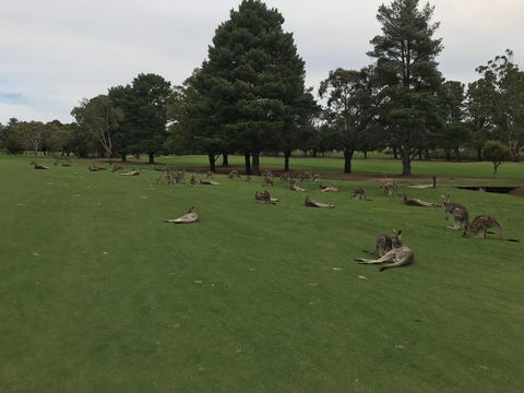 Kangaroo Tours At Gisborne Golf Club Inc - Accommodation in Bendigo 2