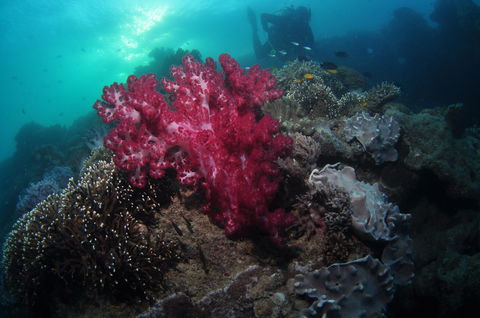 Luncheon Bay Dive Site - Accommodation in Bendigo 0