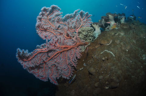 Luncheon Bay Dive Site - Accommodation in Bendigo 1