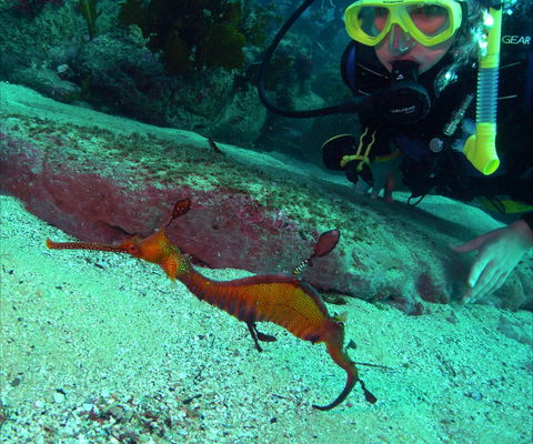 Merimbula Divers Lodge - Accommodation in Bendigo 2