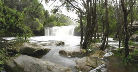 Nellies Glen Carrington Falls - Accommodation in Bendigo 0