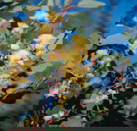 Norseman - Accommodation in Bendigo