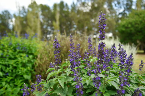 Picton Botanic Gardens - Accommodation in Bendigo 1