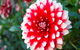 Portland Botanical Gardens - thumb 1