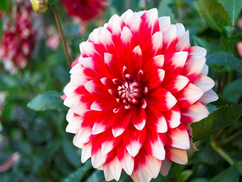 Portland Botanical Gardens - Accommodation in Bendigo 1