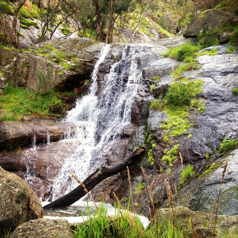 Salisbury Falls Walk - Accommodation in Bendigo 1