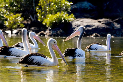 Snorkel Hat Head Creek - Accommodation in Bendigo 2