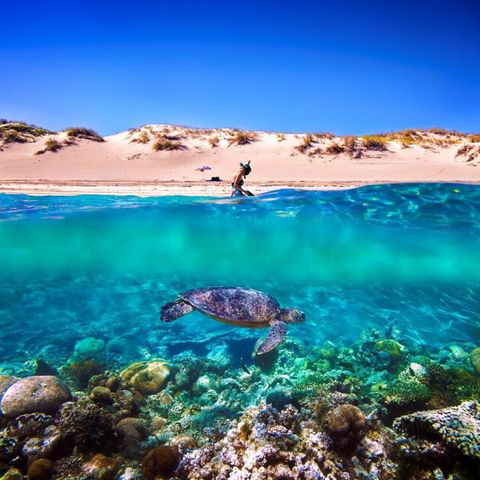 Snorkel The Ningaloo Reef - Accommodation in Bendigo 0
