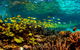 Snorkel The Ningaloo Reef - thumb 2