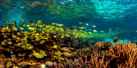Snorkel The Ningaloo Reef - Accommodation in Bendigo 2