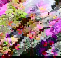 Tinonee Orchid Nursery - Accommodation in Bendigo