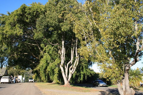 Anzac Avenue Memorial Trees, Beerburrum - Accommodation in Bendigo 0
