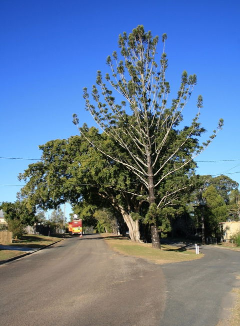 Anzac Avenue Memorial Trees, Beerburrum - Accommodation in Bendigo 1