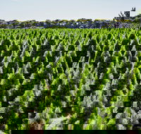 Christmas Tree Farm - Accommodation in Bendigo