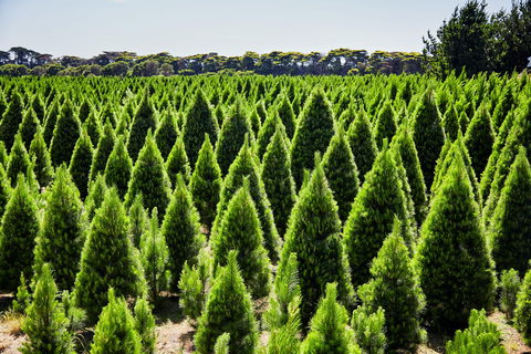 Christmas Tree Farm - Accommodation in Bendigo 0